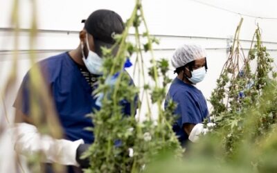 Challenges of Scaling a Cannabis Grow Facility