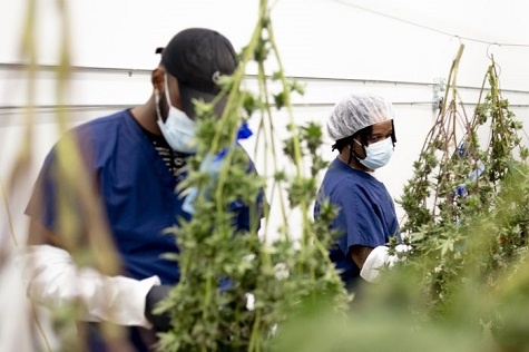 Cannabis Grow Facility