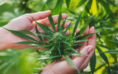 Anatomy of a Cannabis Plant