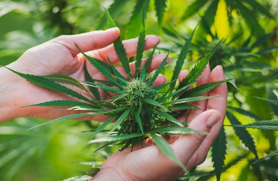 Anatomy of Cannabis Plant