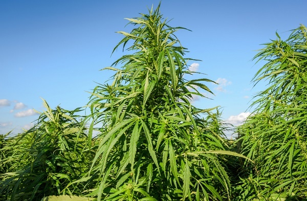 Considerations for Growing Cannabis Outdoors
