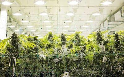 Striving for More Sustainable Cannabis Cultivation